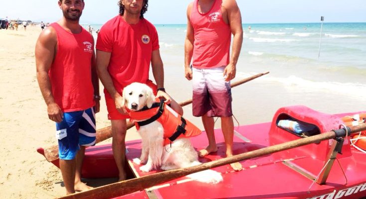 Cane Bagnino Salva Bambino A Rodi Garganico