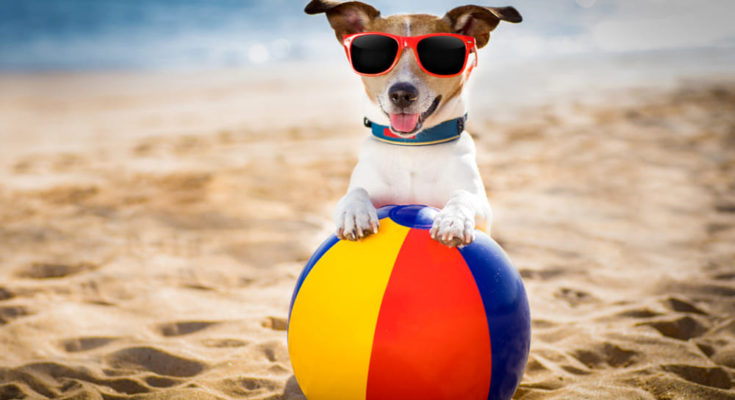 Puglia Retromarcia Sui Cani Nelle Spiagge Non Possono