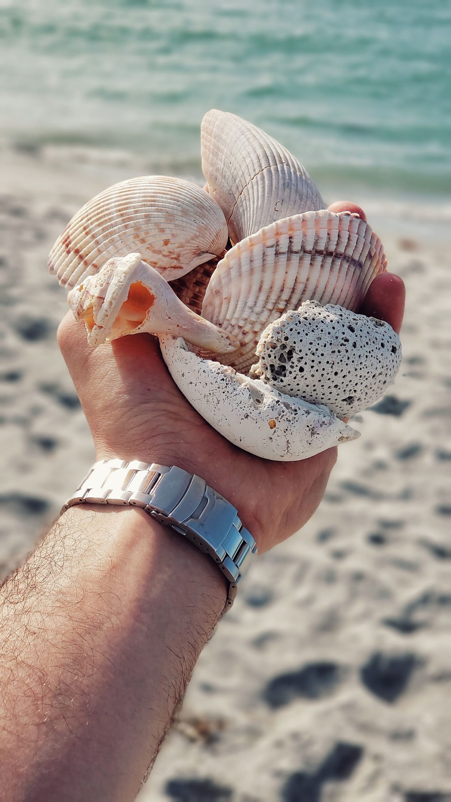 seashells