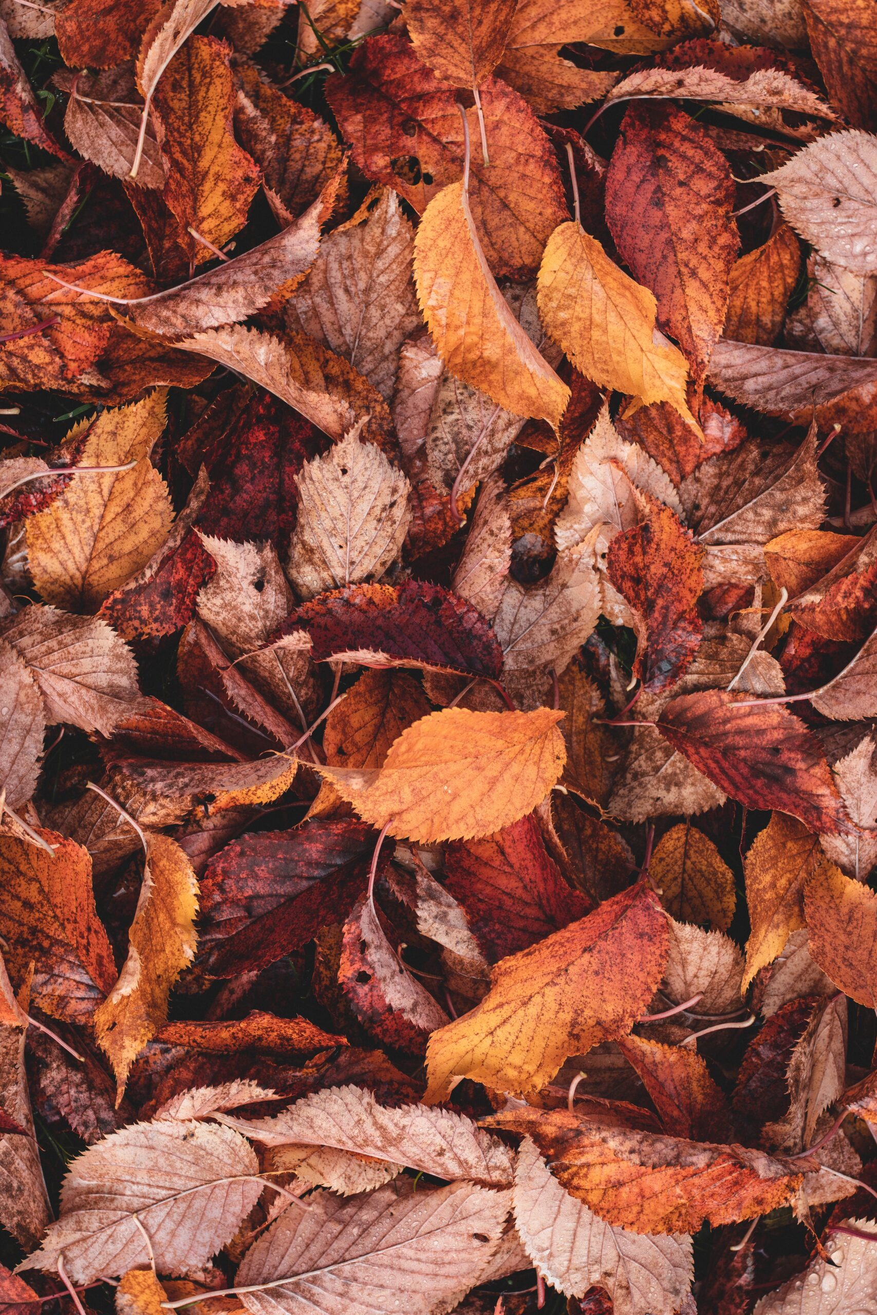 brown and yellow leaves