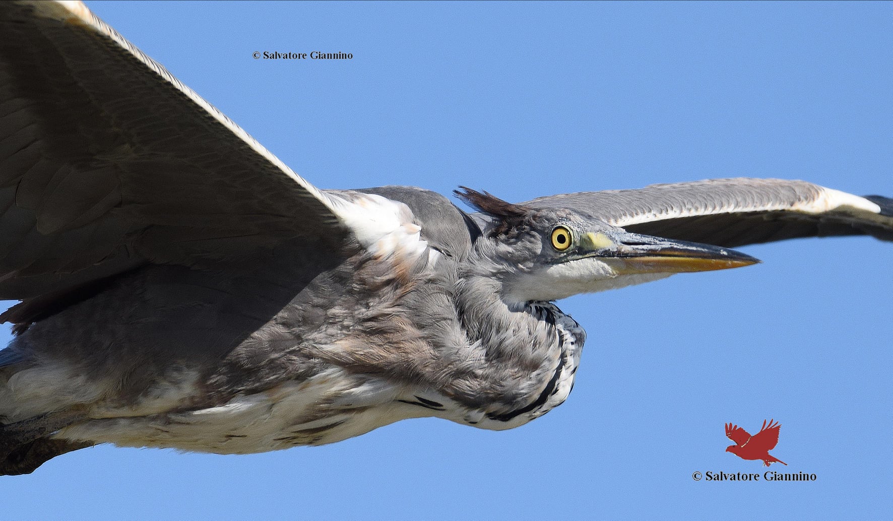 Foto Salvatore Giannino