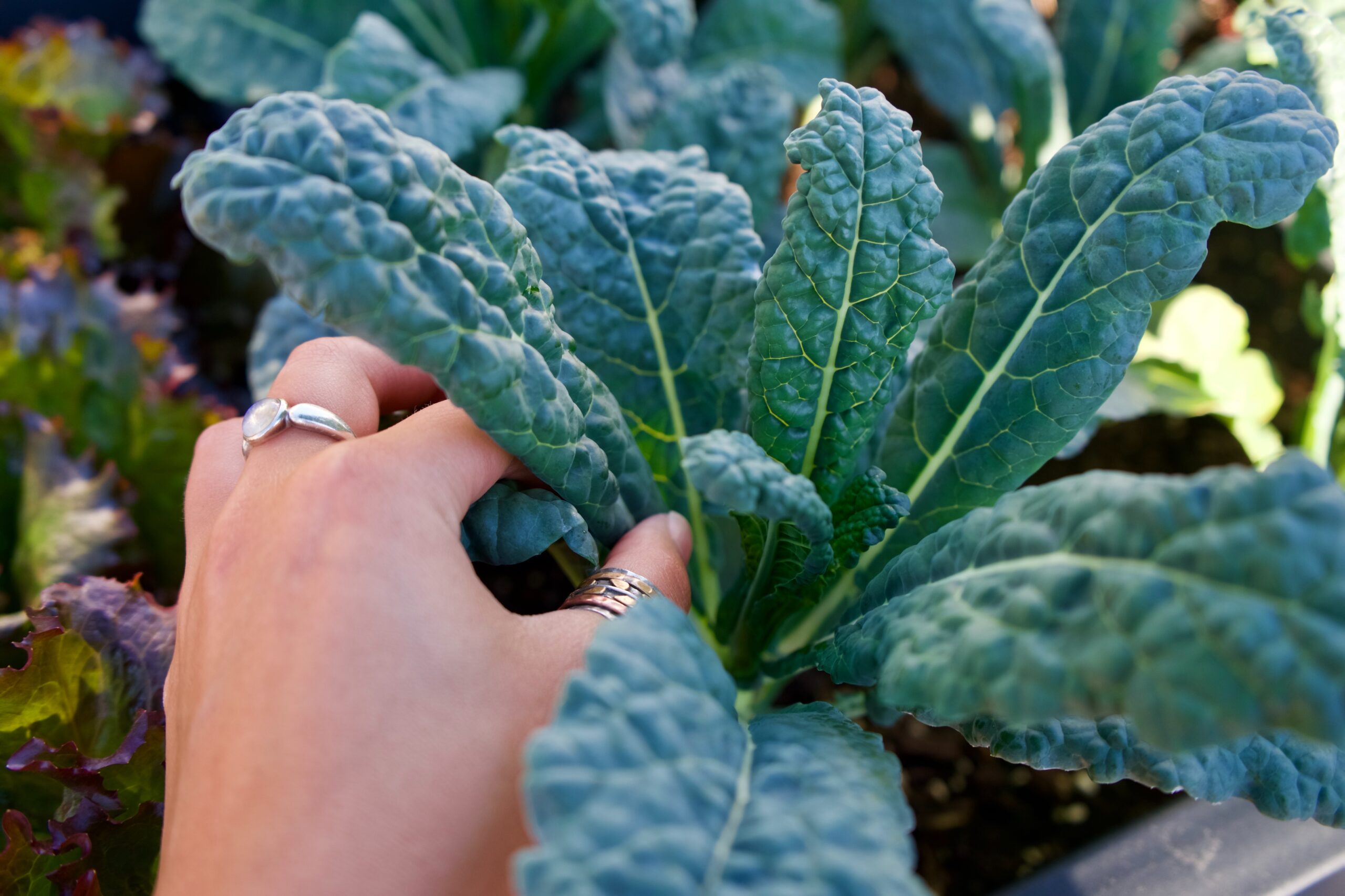 person holding green leaf plant