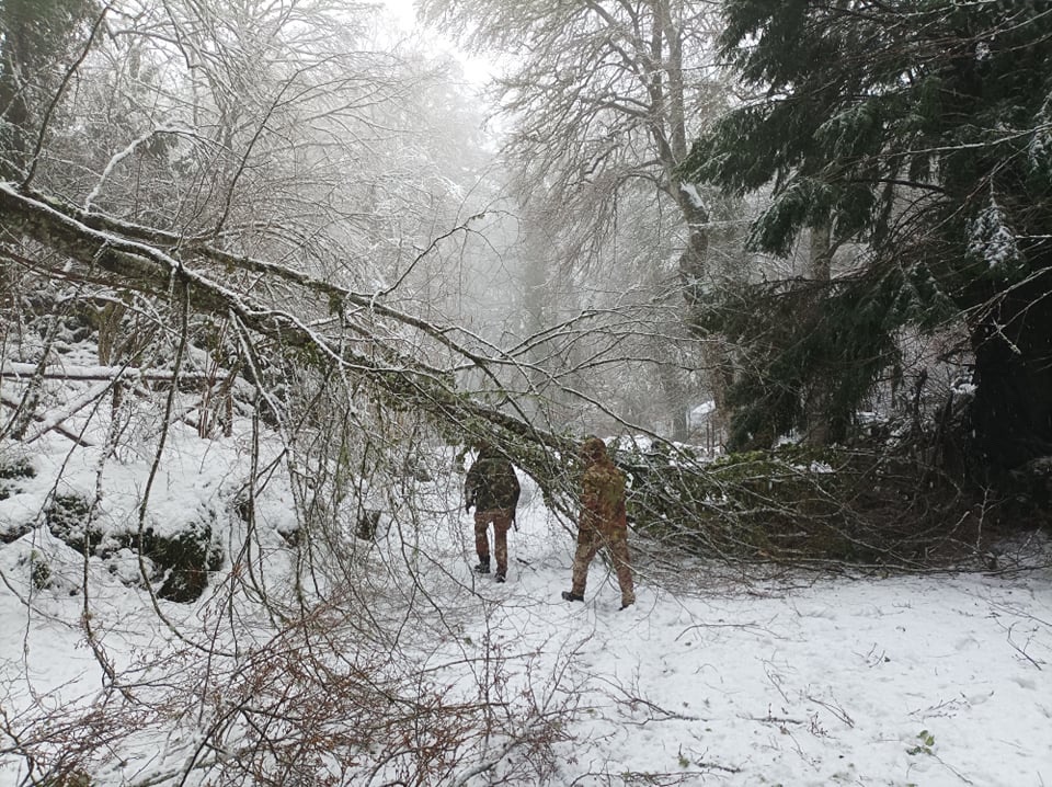 neve foresta
