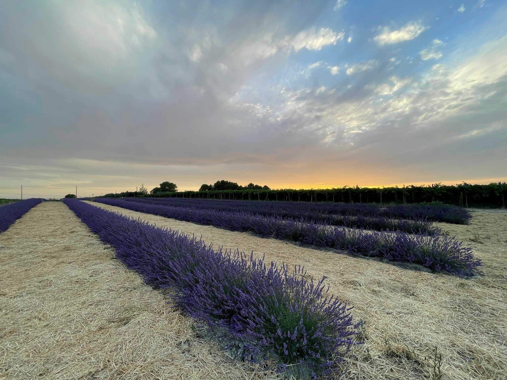 lavanda di puglia cascina savino