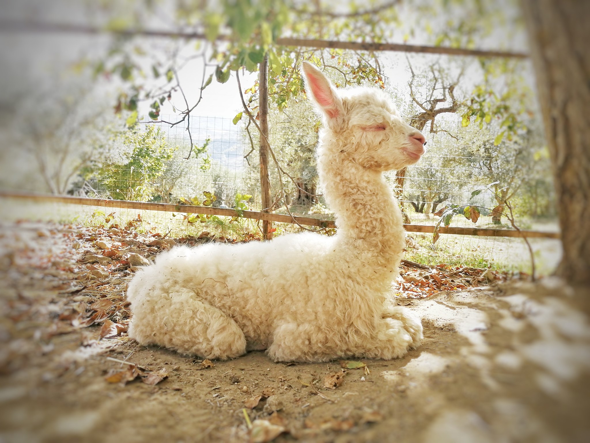 basilicata alpaca