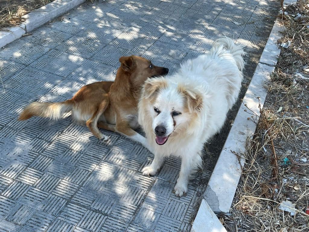 Stella, Billy e Diana sono tornati a casa tra le vie dei Comparti. Assessora Pennella: “Ora vigileremo la zona”