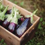 ripe healthy eggplants placed in box in farm