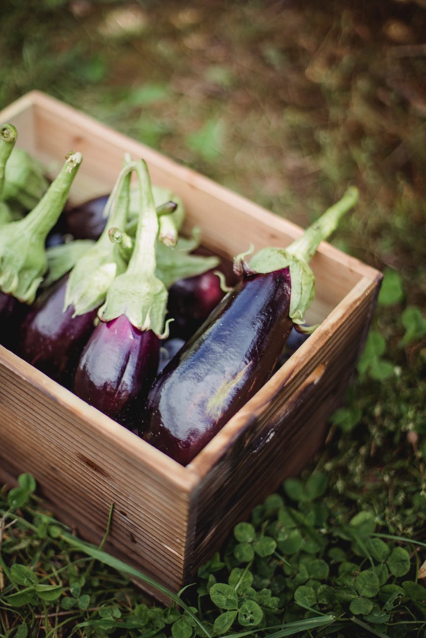 ripe healthy eggplants placed in box in farm