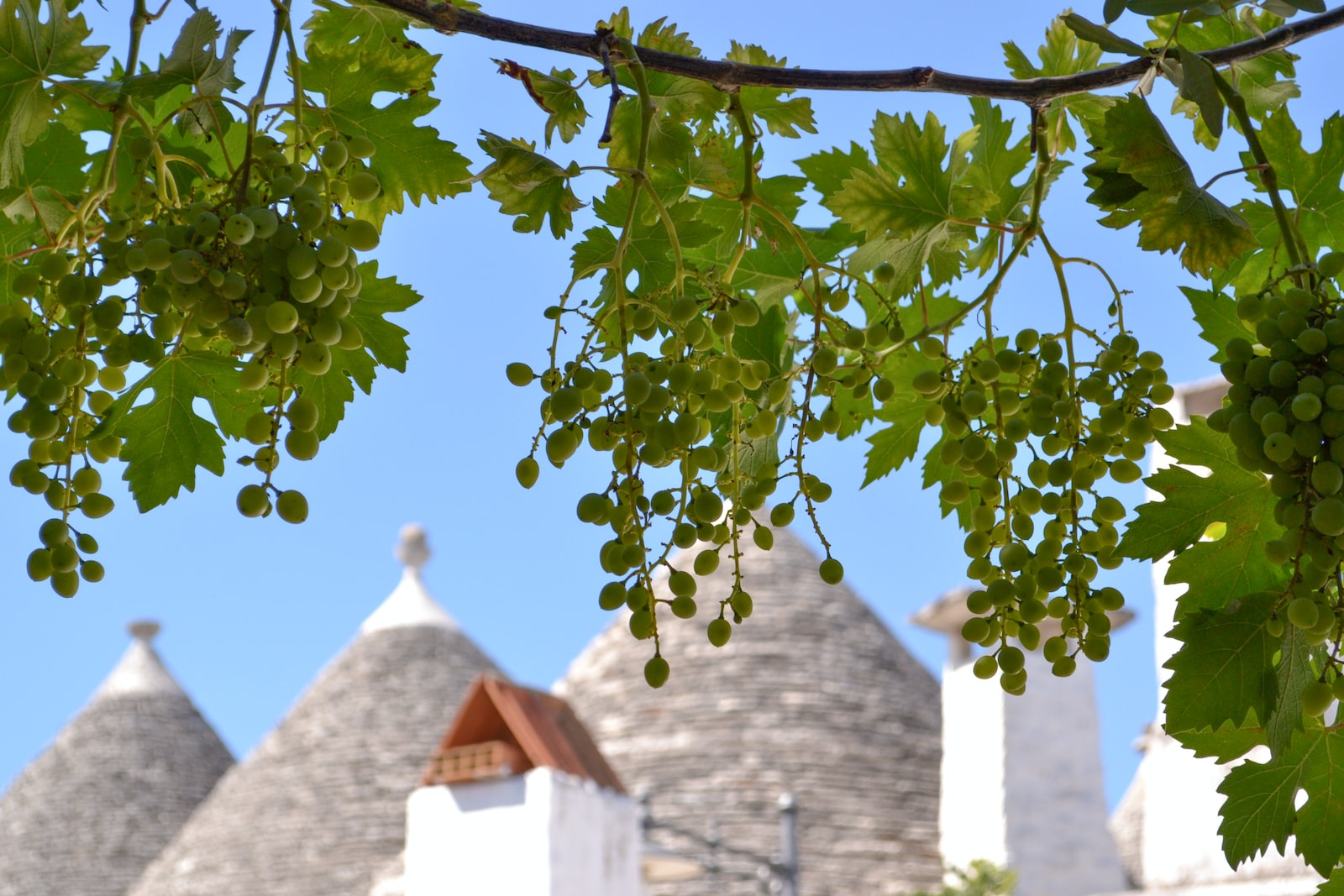 green tree with white flowers