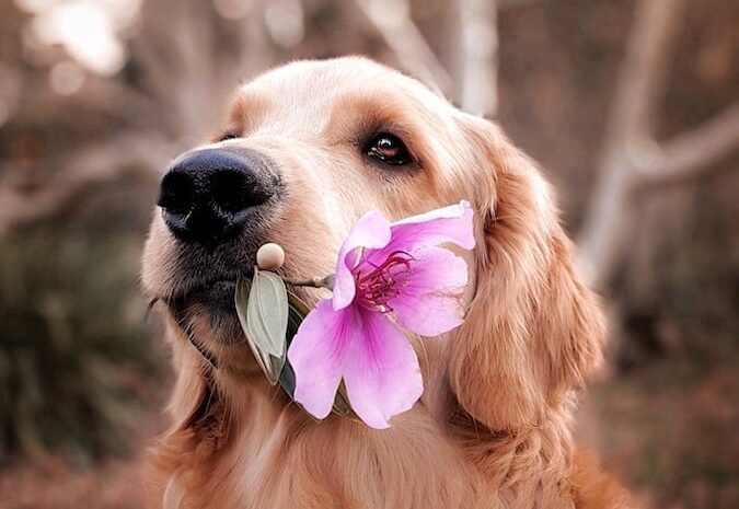 dog holding flower