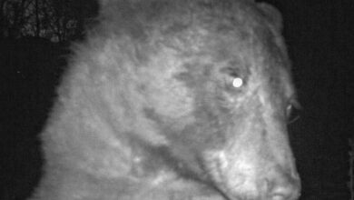 Orso nel Colorado scatta 400 selfie