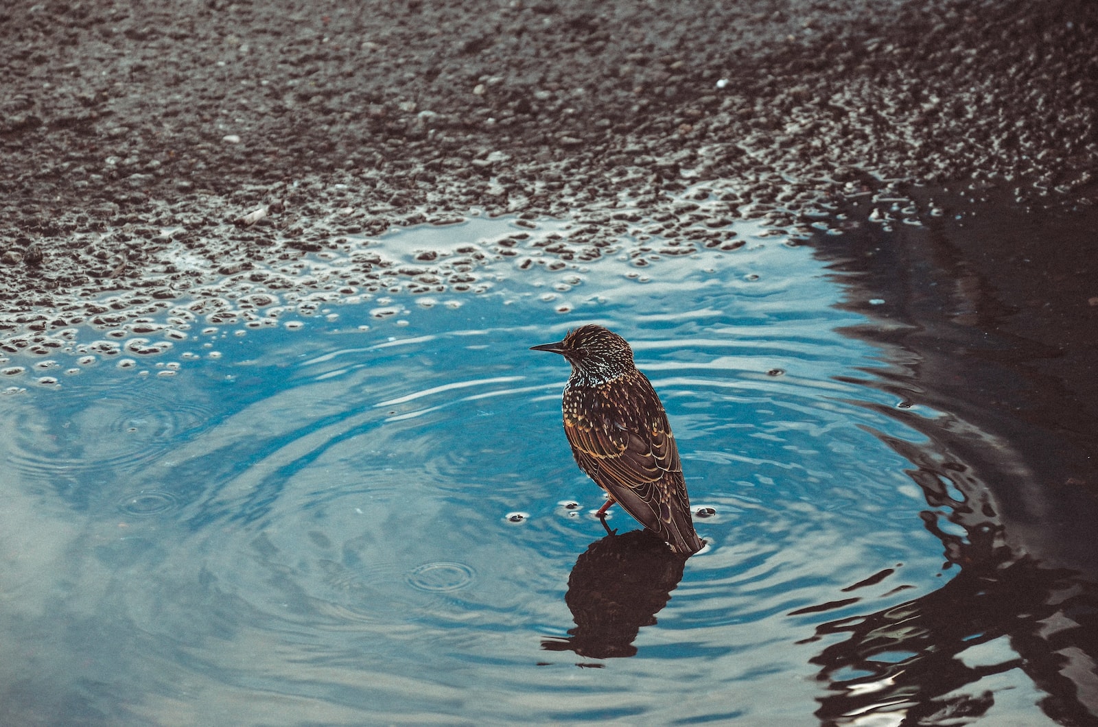 brown sparrow on body of water