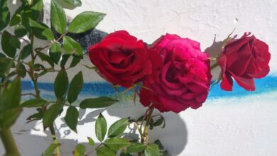 Il giardino sulla riva