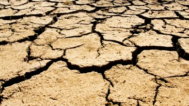 Caldo, Coldiretti Puglia:  Sos siccità 