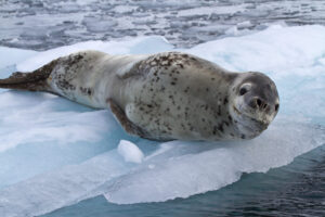animali: foca leopardo
