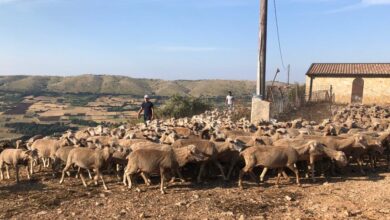250mila euro per gli indennizzi dei danni da fauna nel 2022