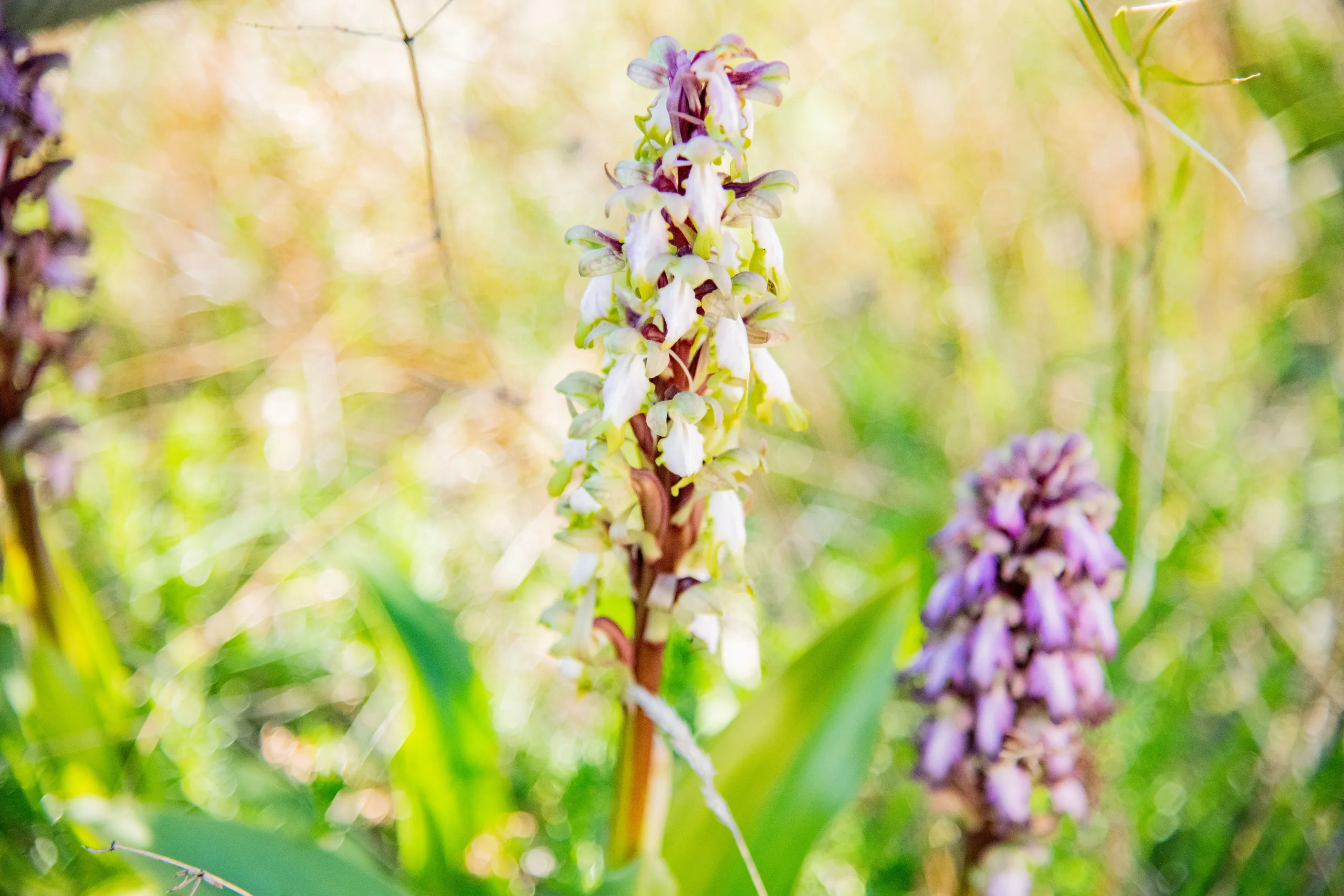 Mattinata, Capitale delle orchidee selvatiche