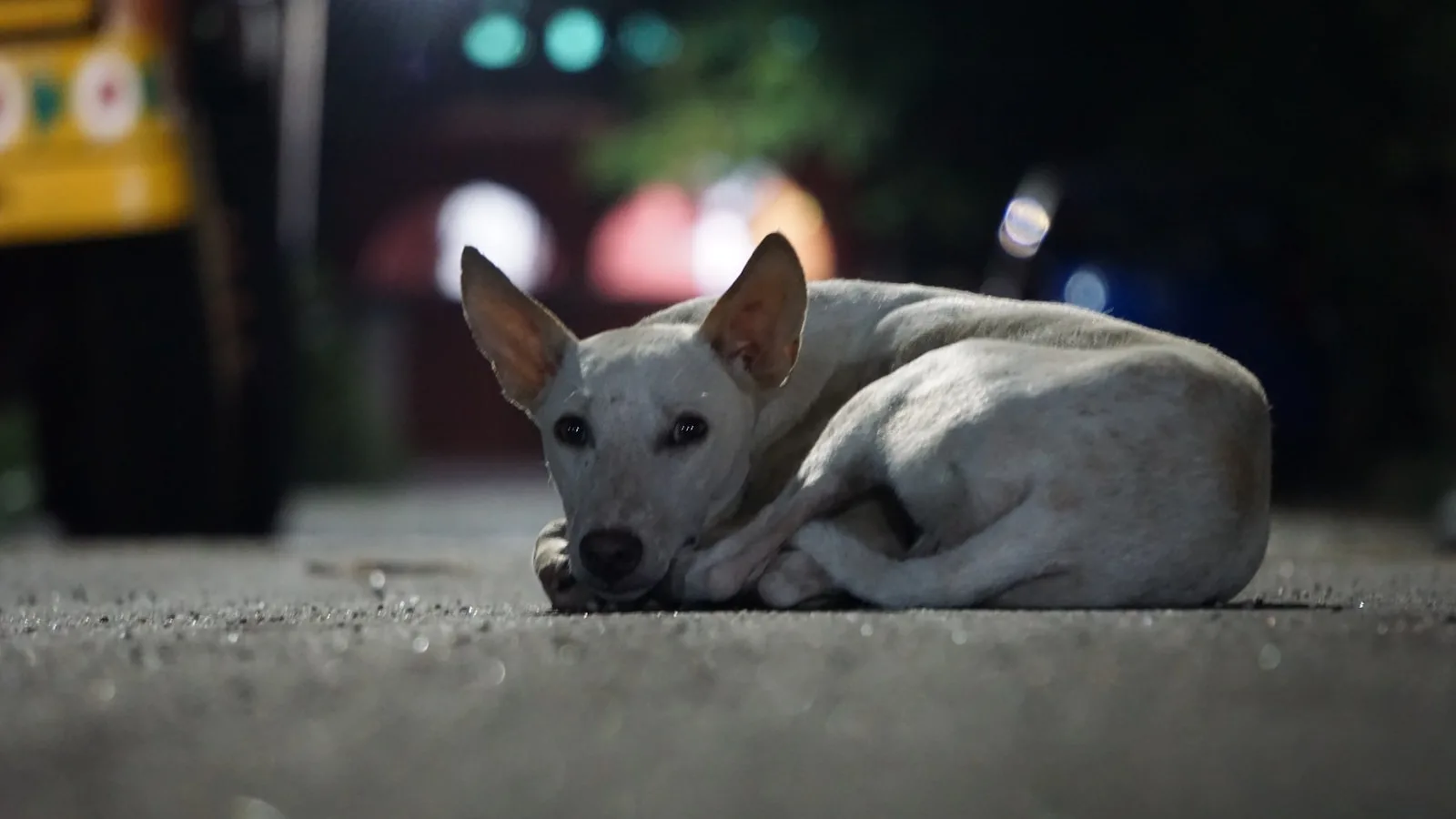 white short coated dog lying on ground