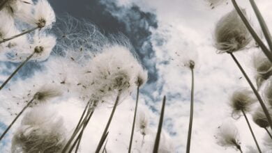 worm's-eye view photography of dandelions