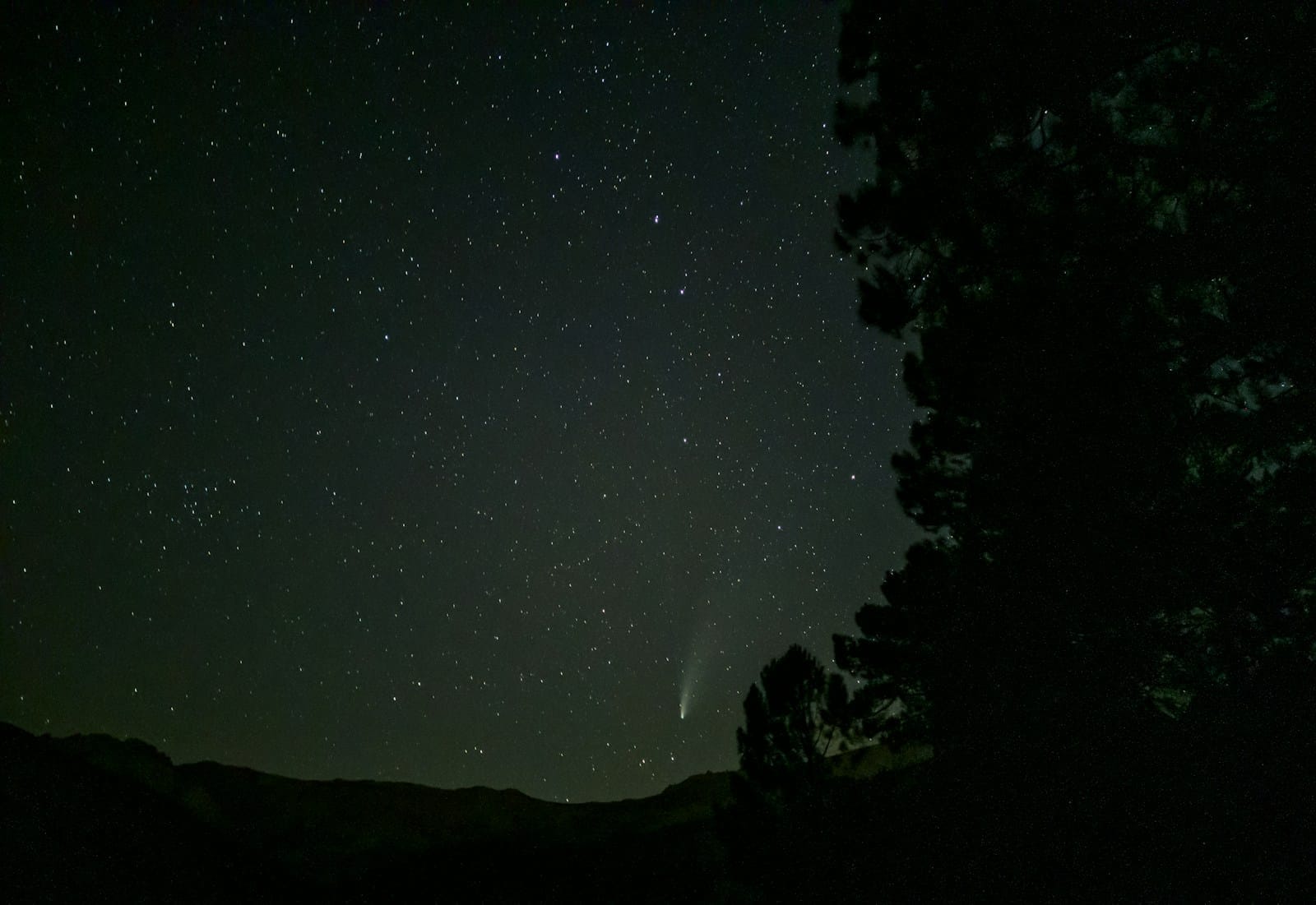 silhouette of trees under starry night