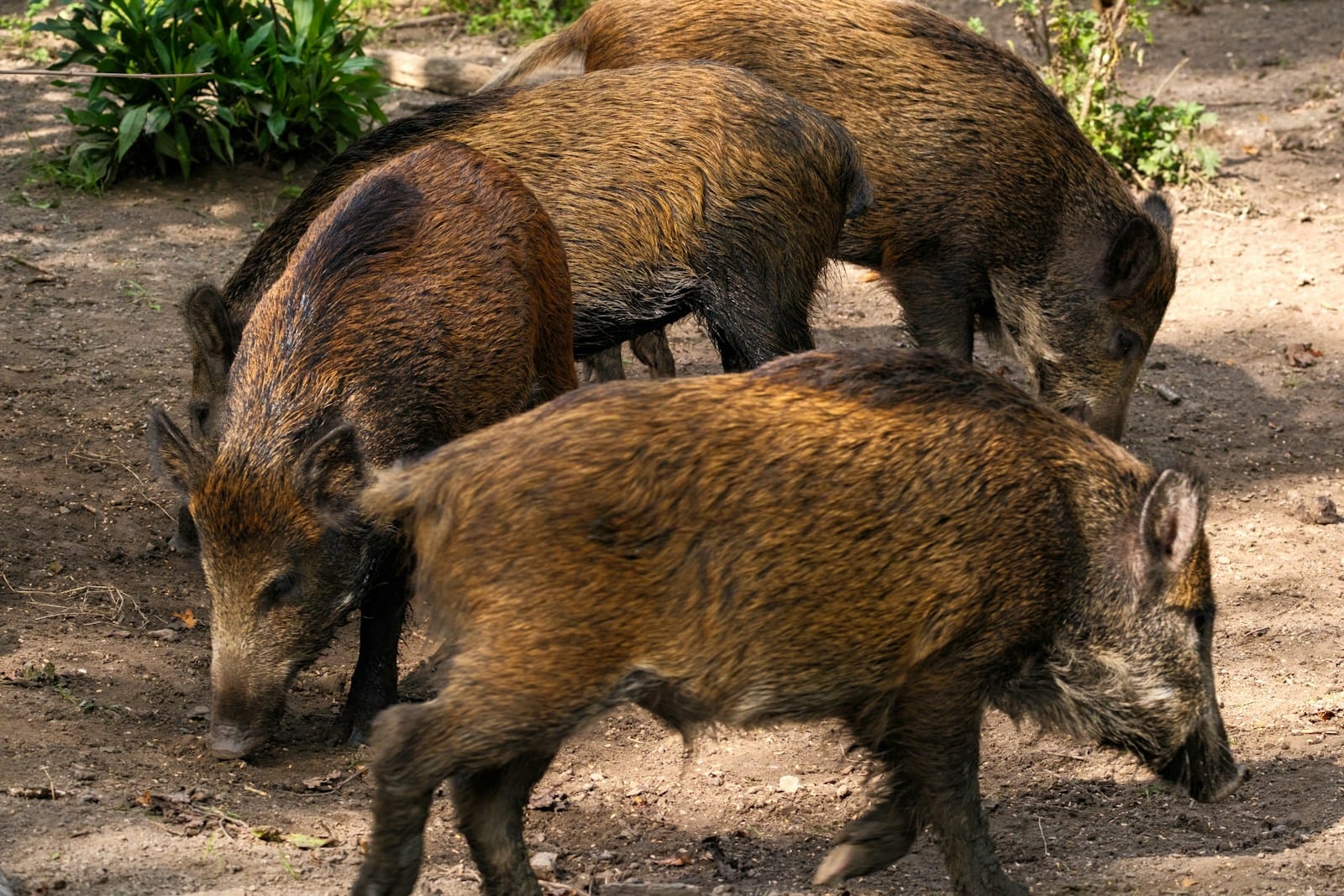 A group of wild boars grazing in a field