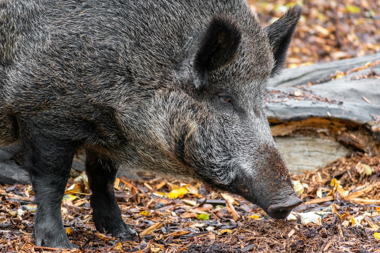 a large black bear standing on top of a forest floor