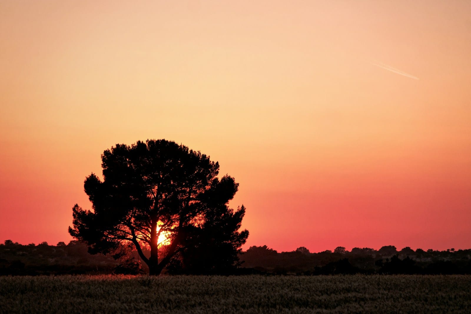 a tree in a field