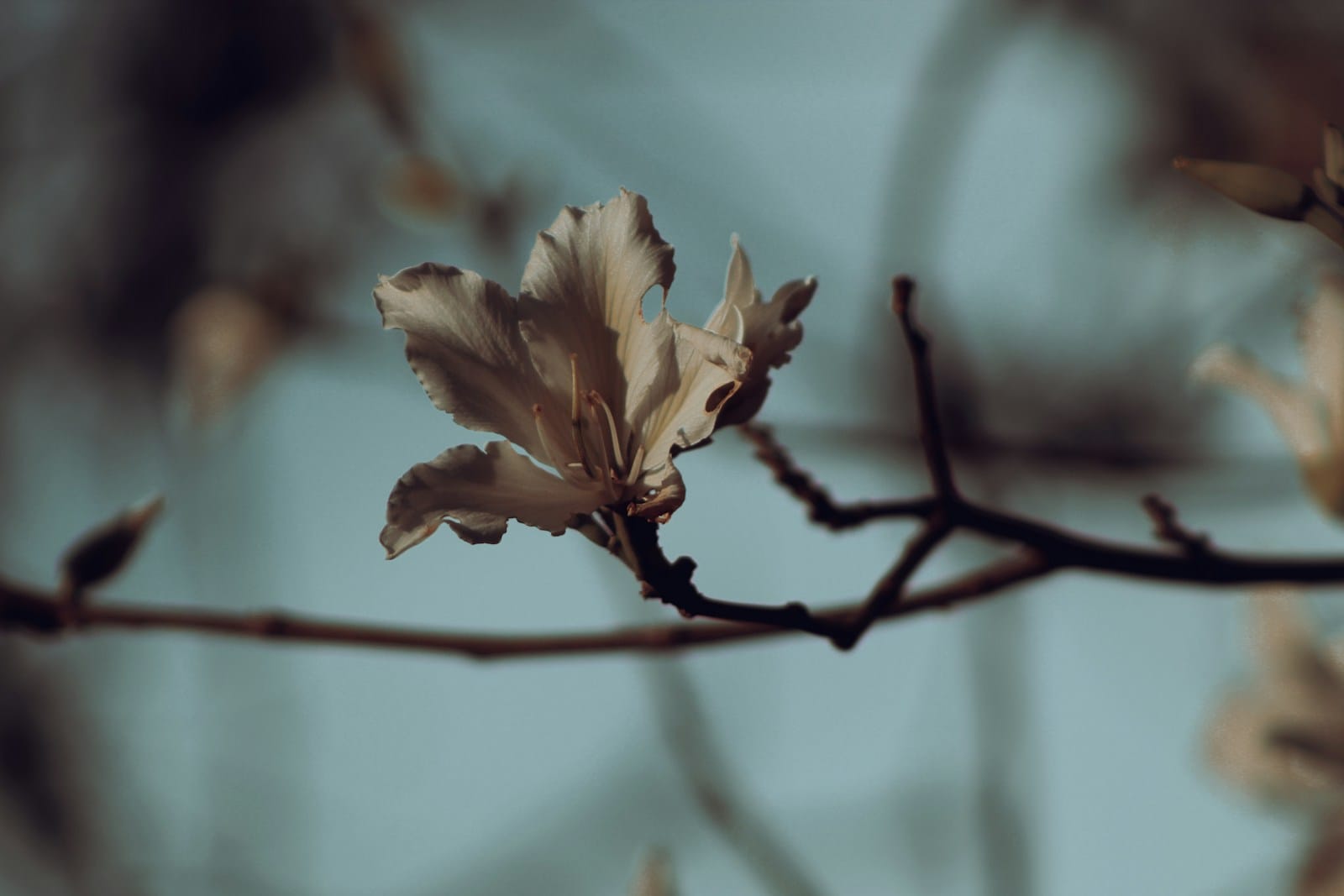 a close up of a flower on a tree branch