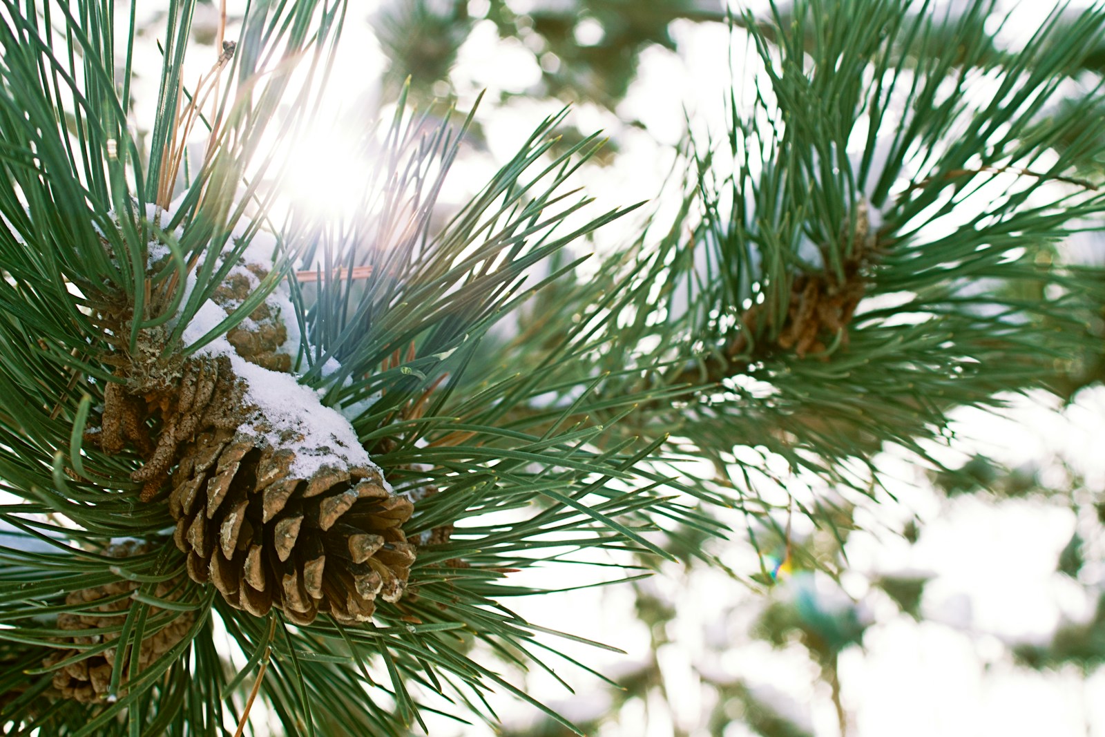a close up of a pine tree with snow on it