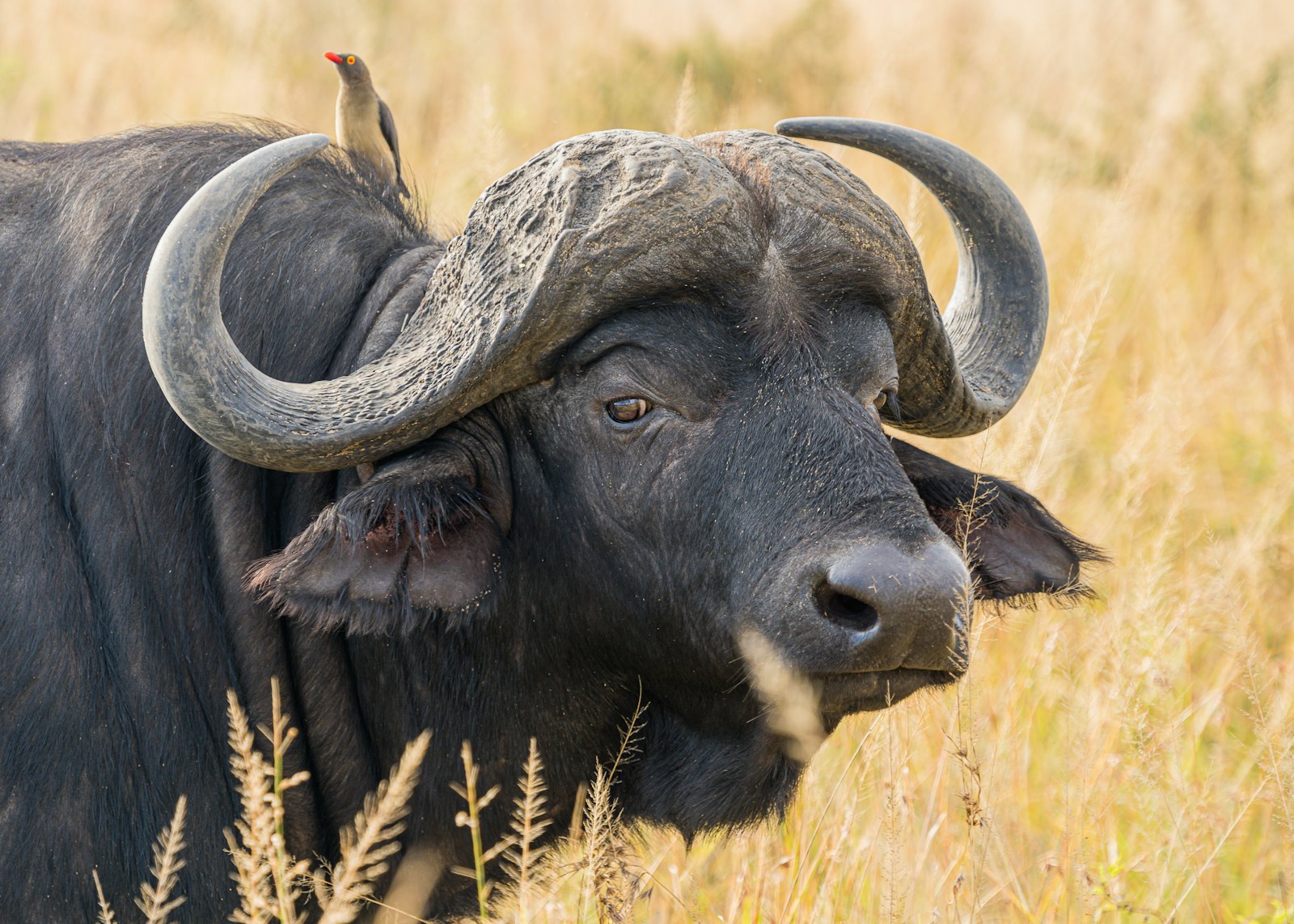 water buffalo on wheat field