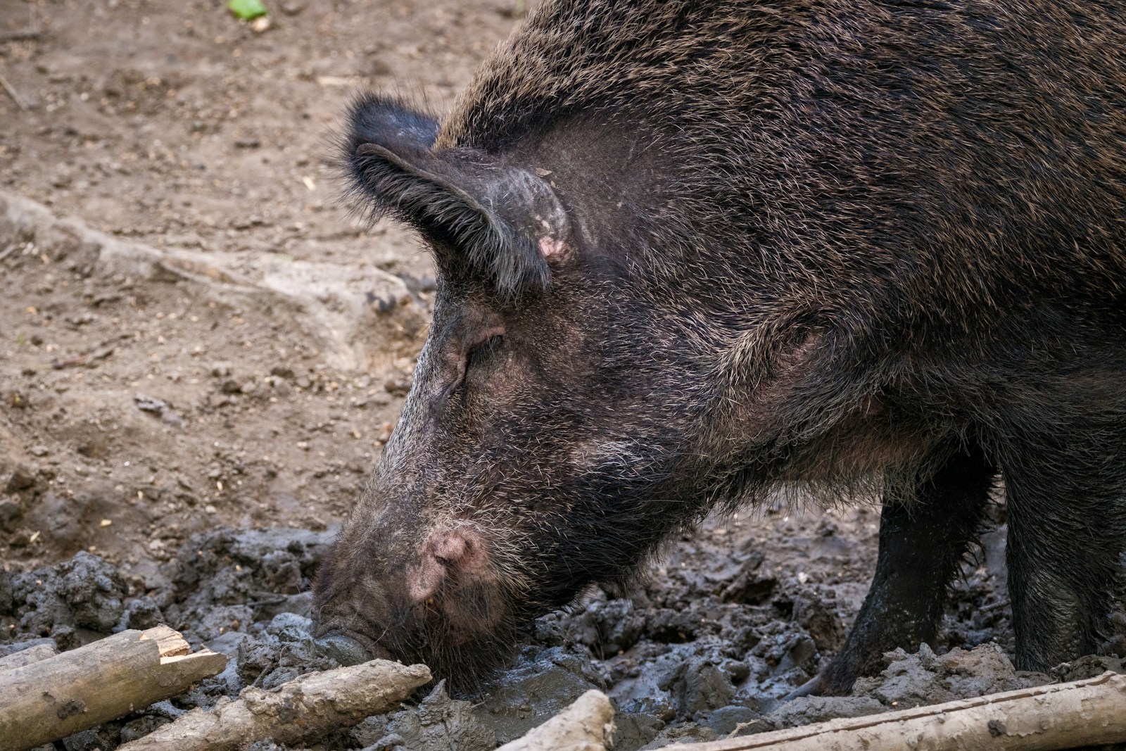 A small boar drinking water from a pond