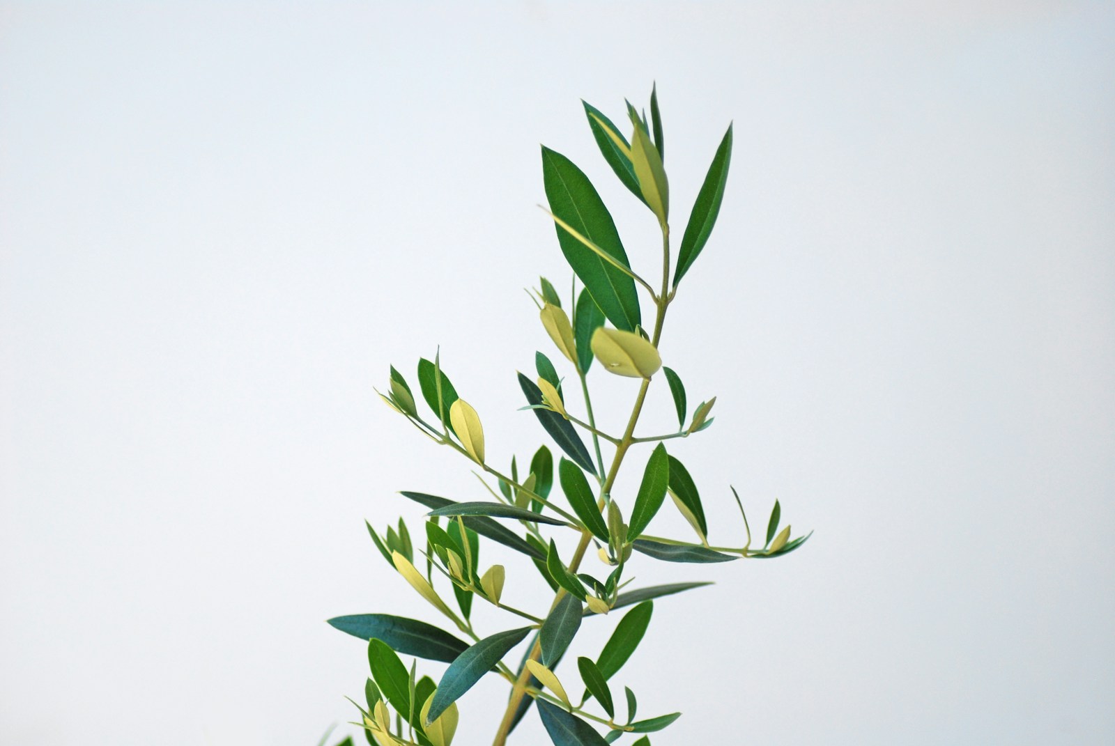 Le Palme (a cura di Pascalonia, per l’Archivio Storico Sipontino