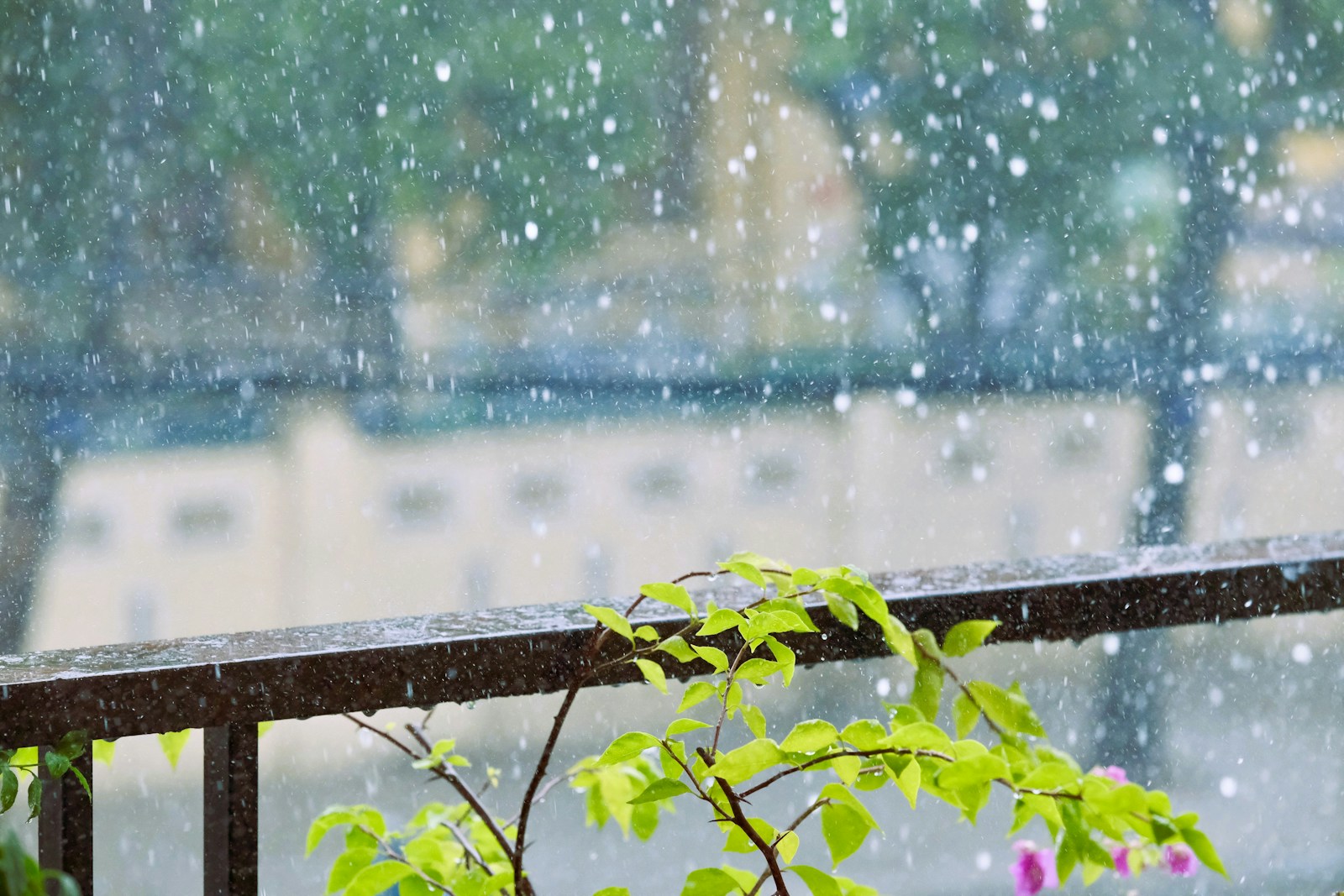 A bird sitting on a railing in the rain