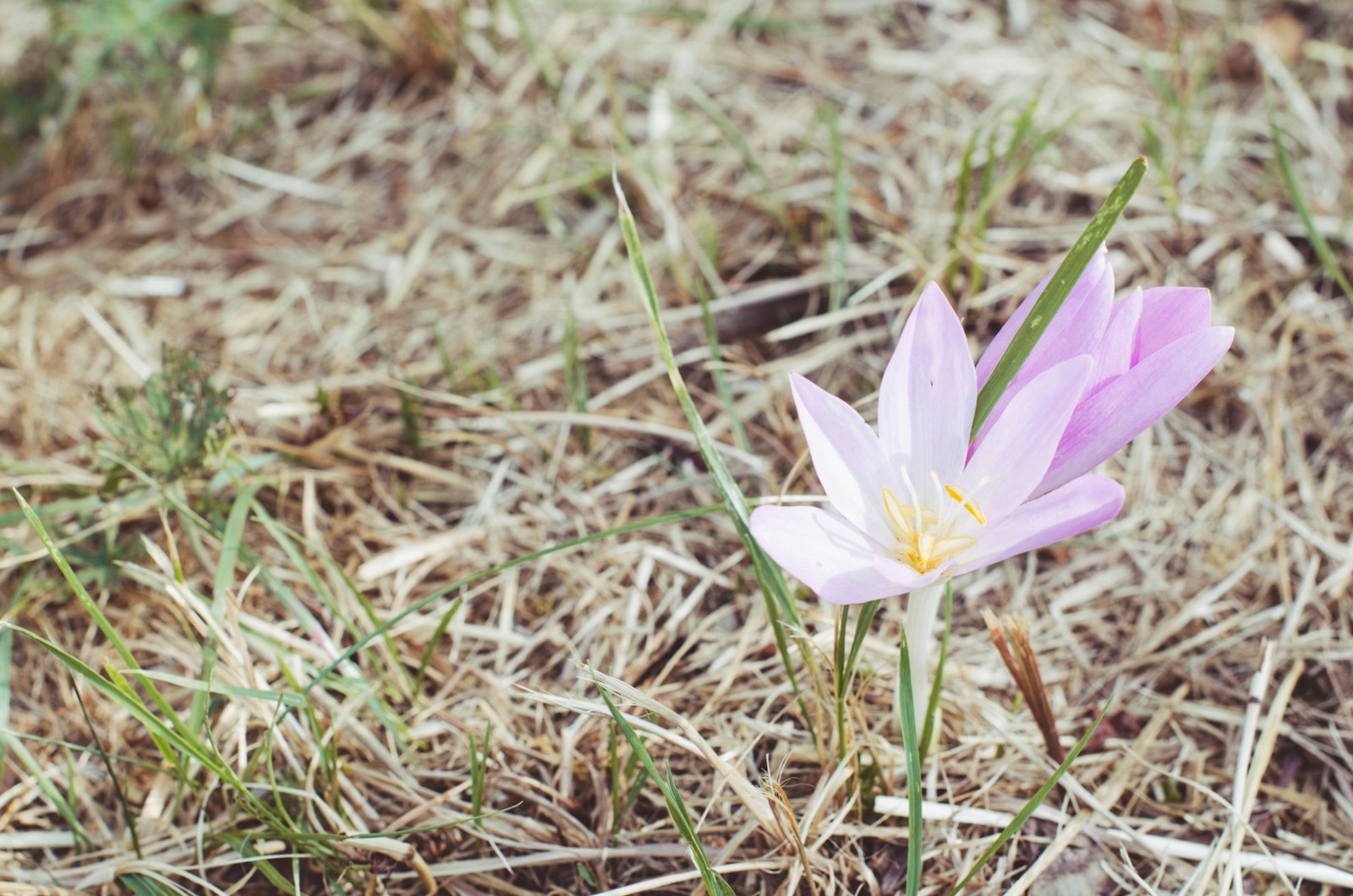 a couple of flowers in a field