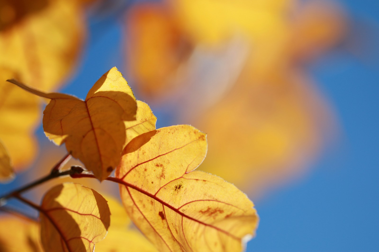close-up of yellow leaves