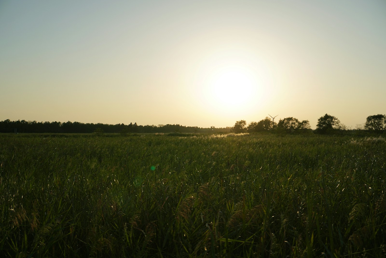 the sun is setting over a field of grass