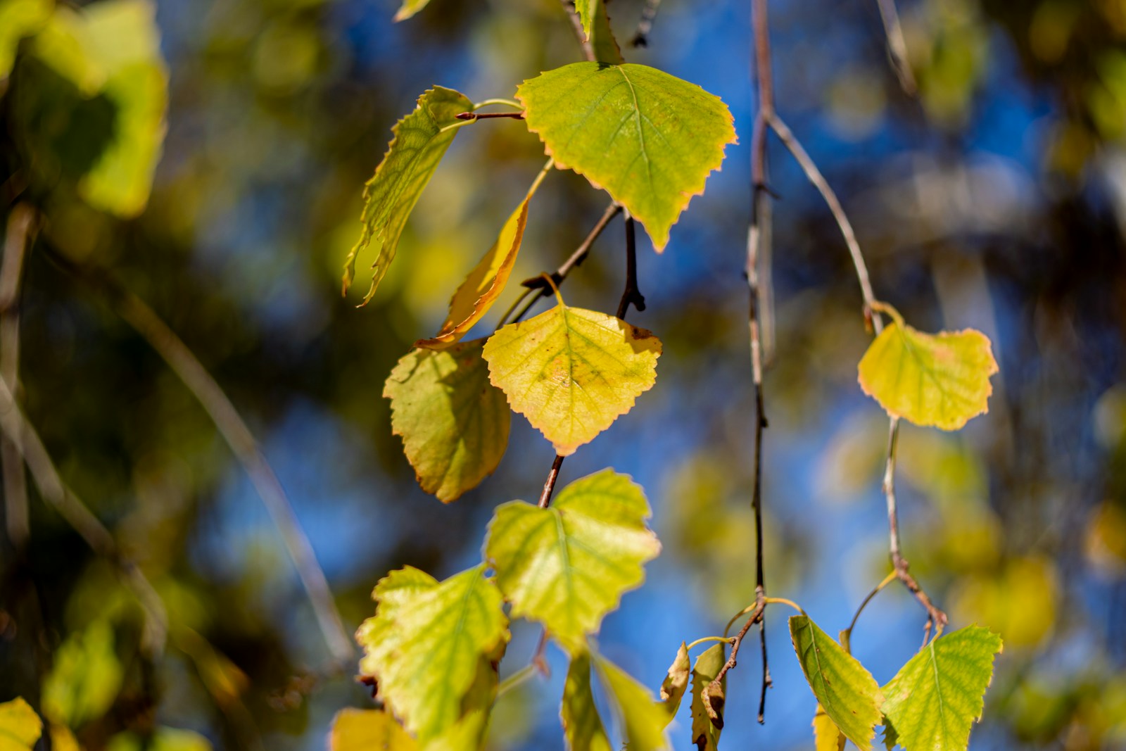 the leaves of a tree with blue sky in the background
