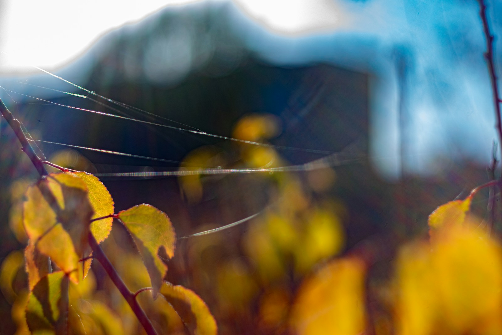 a close up of a plant with yellow leaves