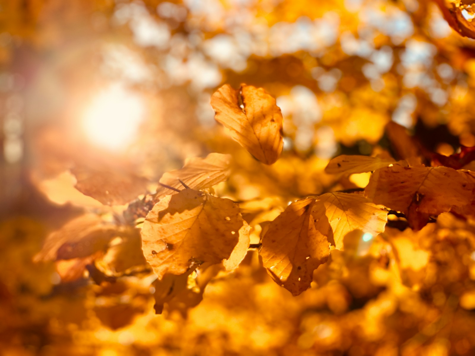 yellow and black petaled flower