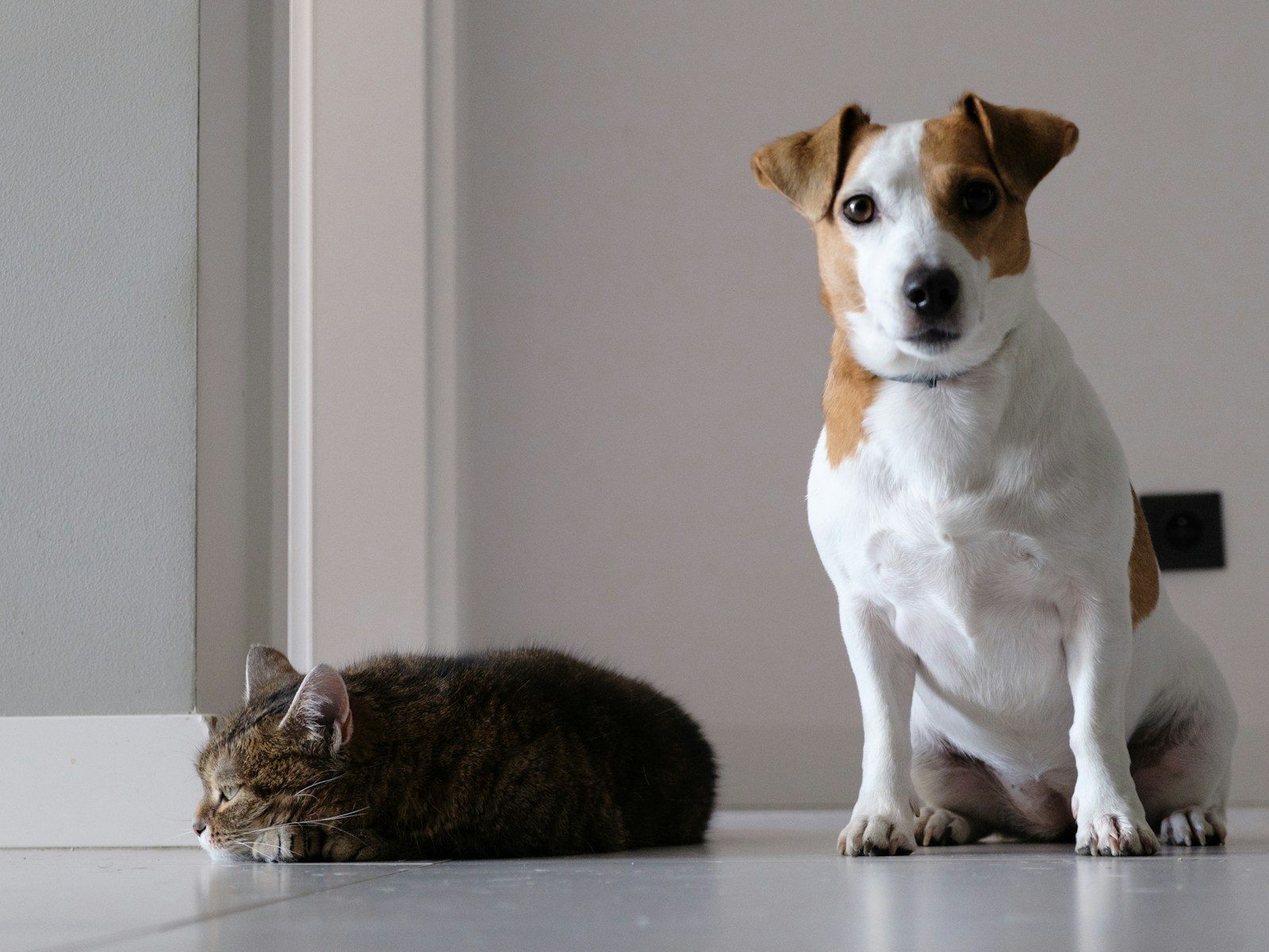 A dog and a cat sitting on the floor