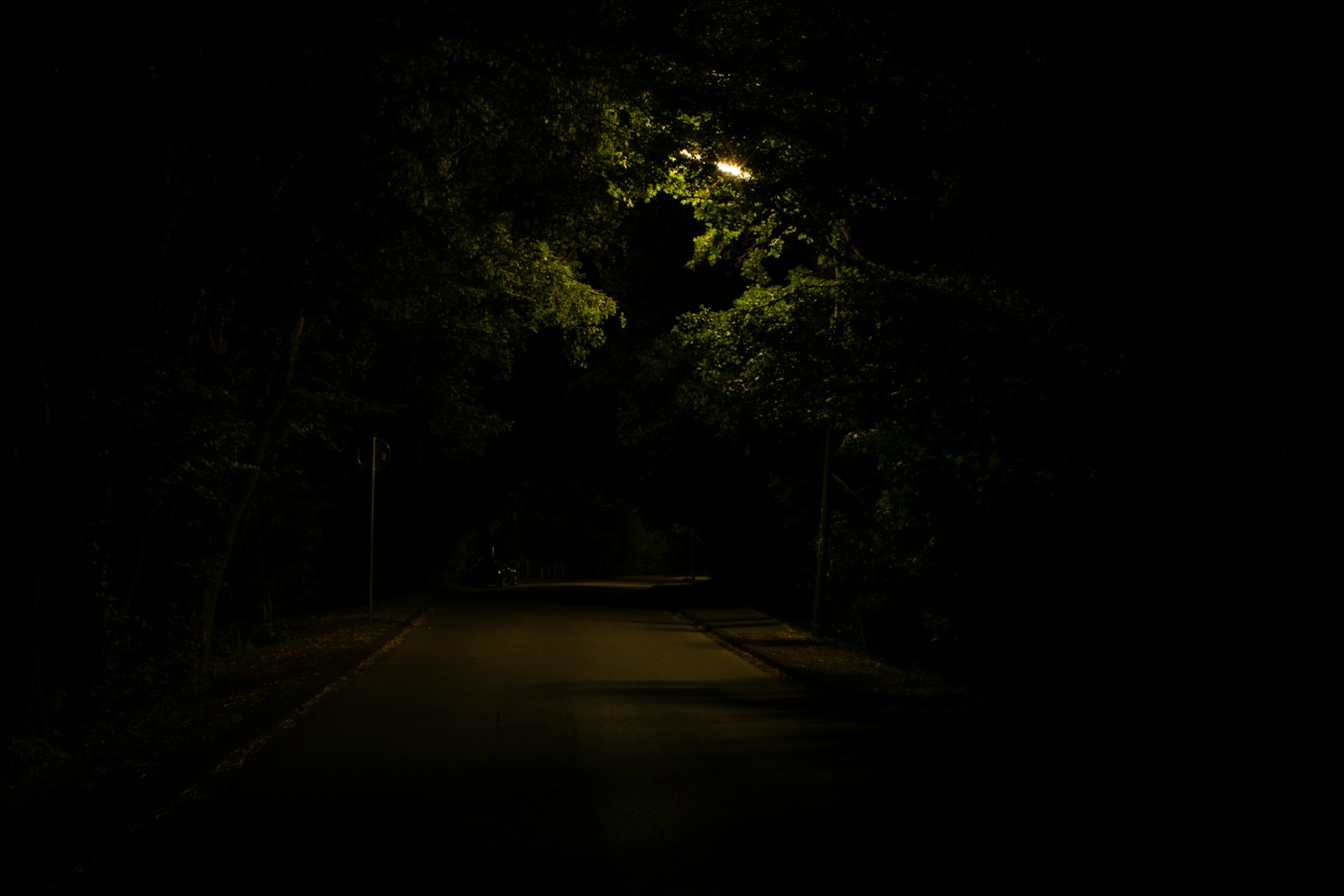 gray concrete road surrounded with tall and green trees during night time