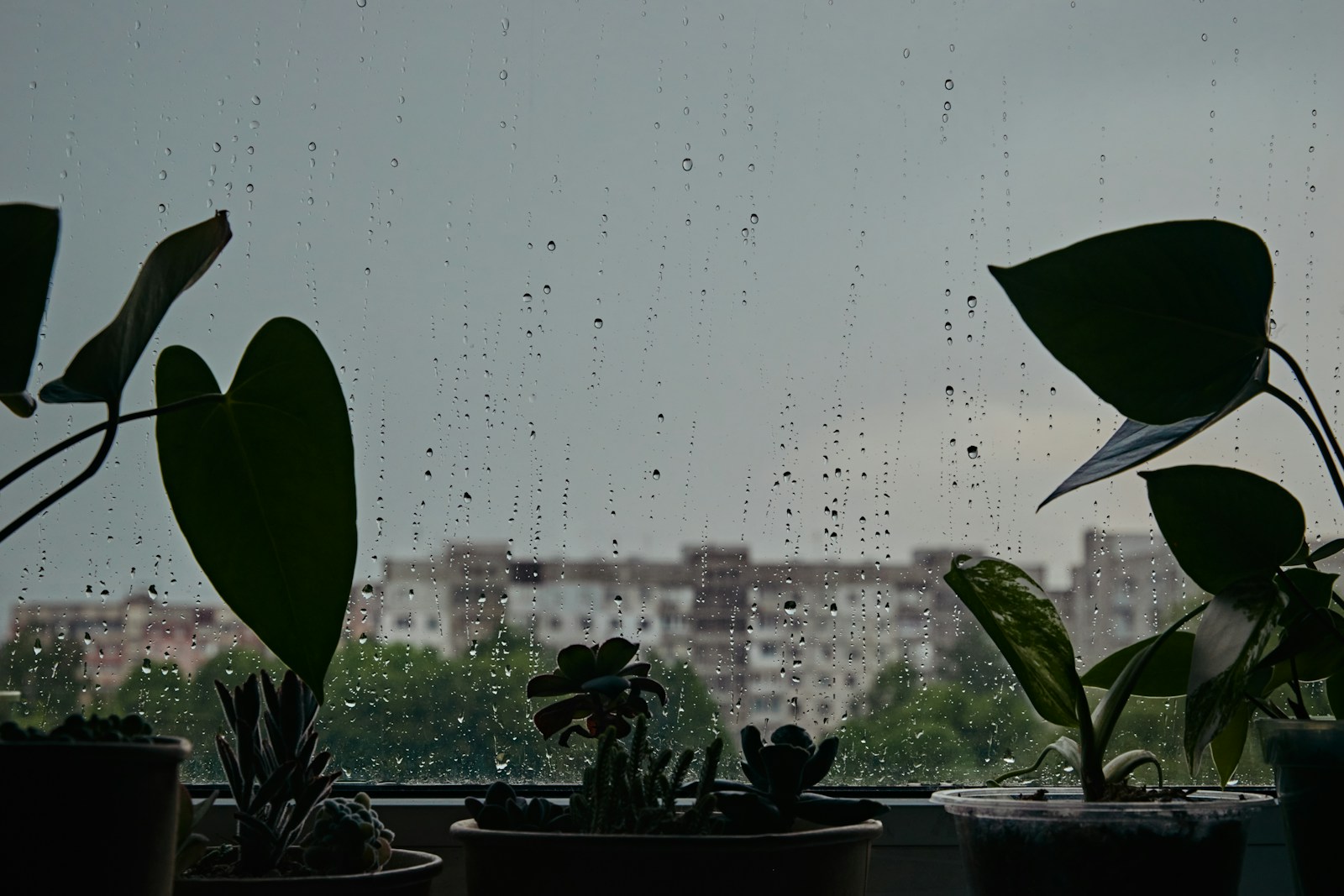 a couple of plants sitting on top of a window sill