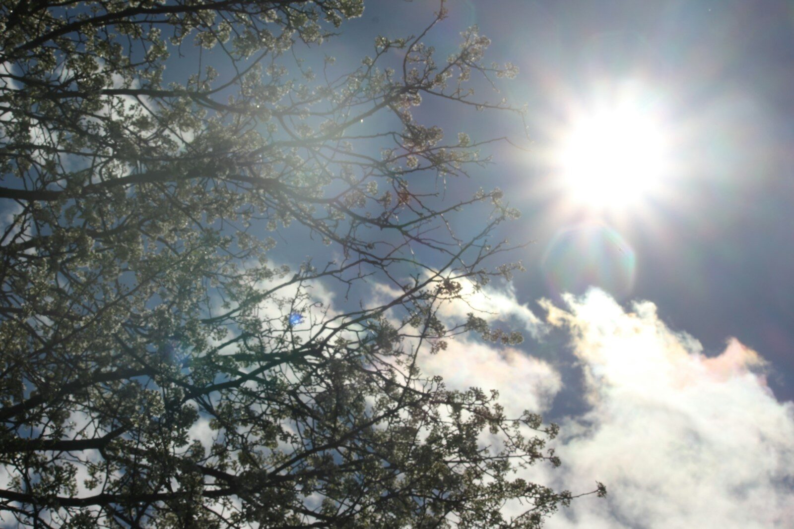 the sun shines brightly through the branches of a tree