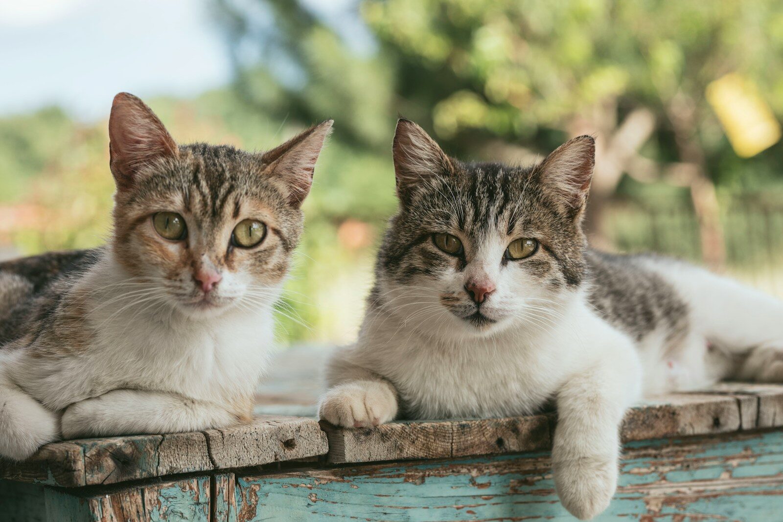 two brown tabby cats on wood planks