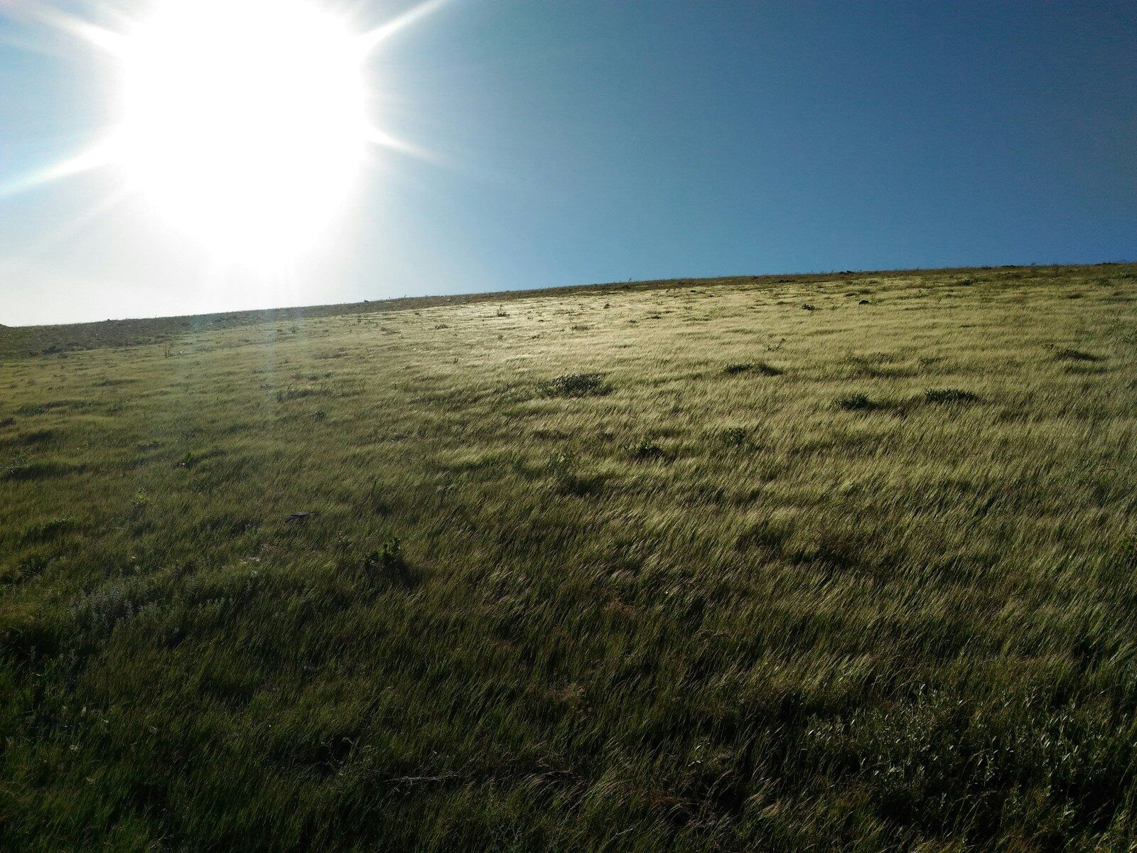 green grass field during daytime