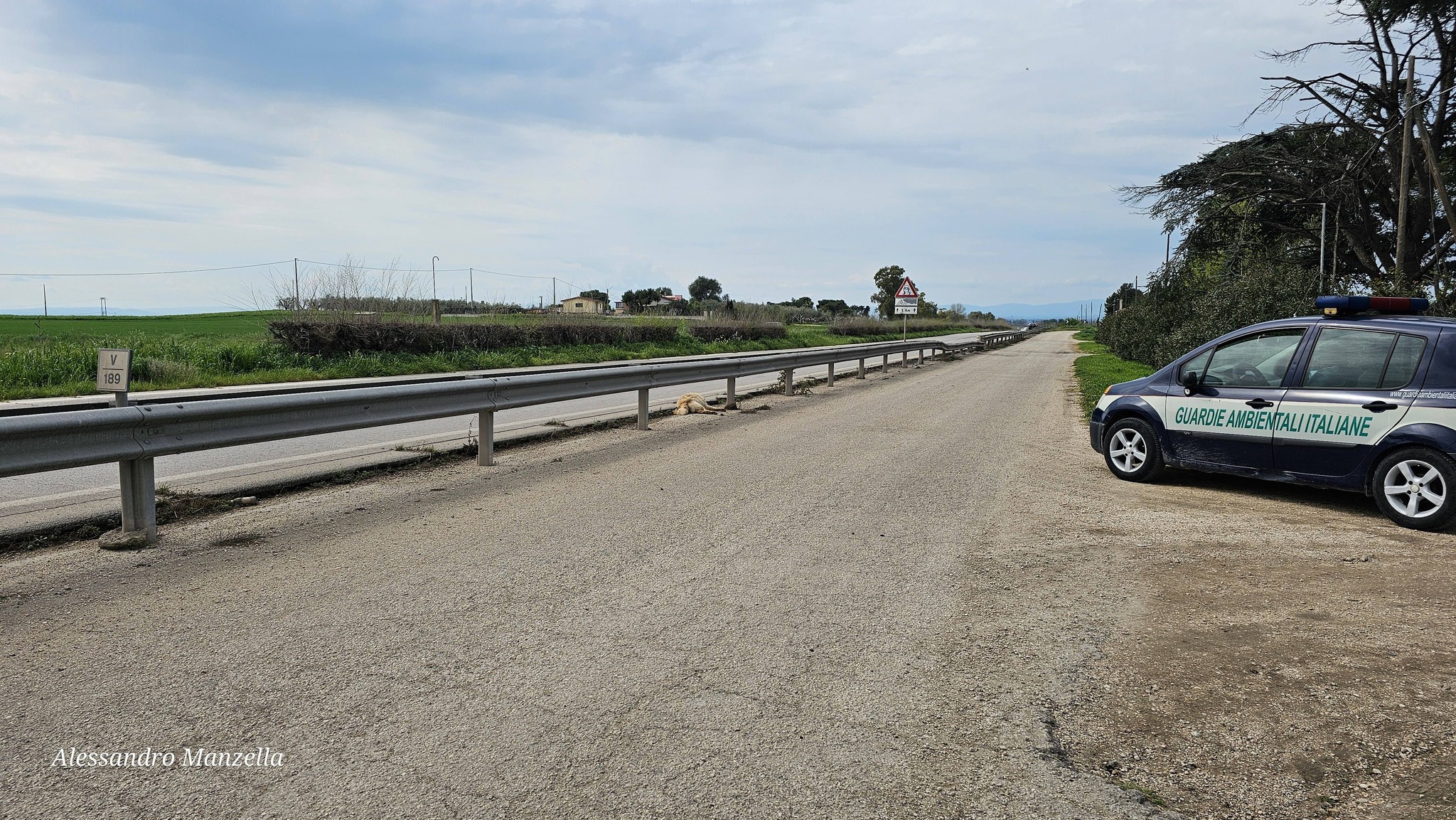 manfredonia cane investito sulla ss89 8211 km 189500 direzione foggia da Ilsipontino.net manfredonia cane investito sulla ss89 8211 km 189500 direzione foggia