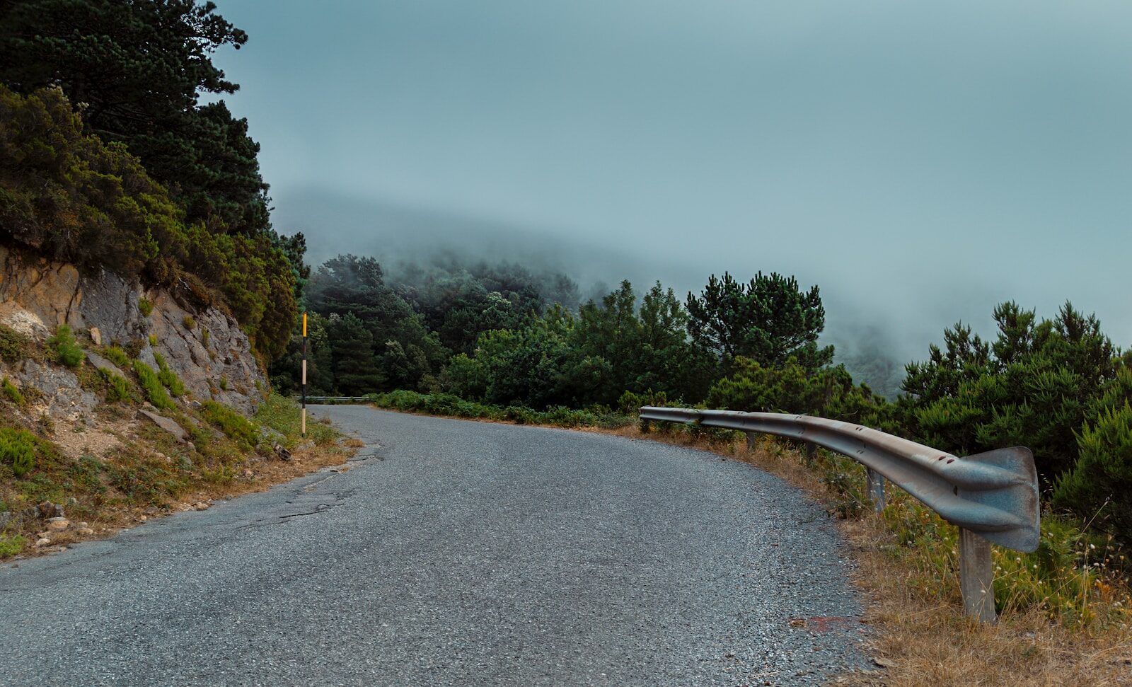 gray concrete road between green trees under gray sky during daytime