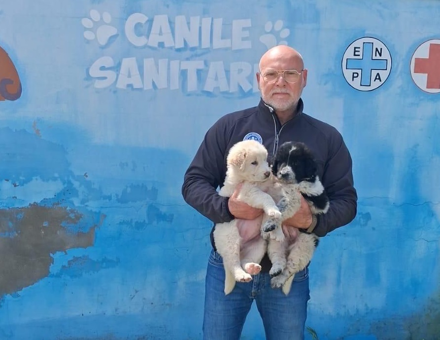 manfredonia due cuccioli abbandonati a siponto da Ilsipontino.net manfredonia due cuccioli abbandonati a siponto