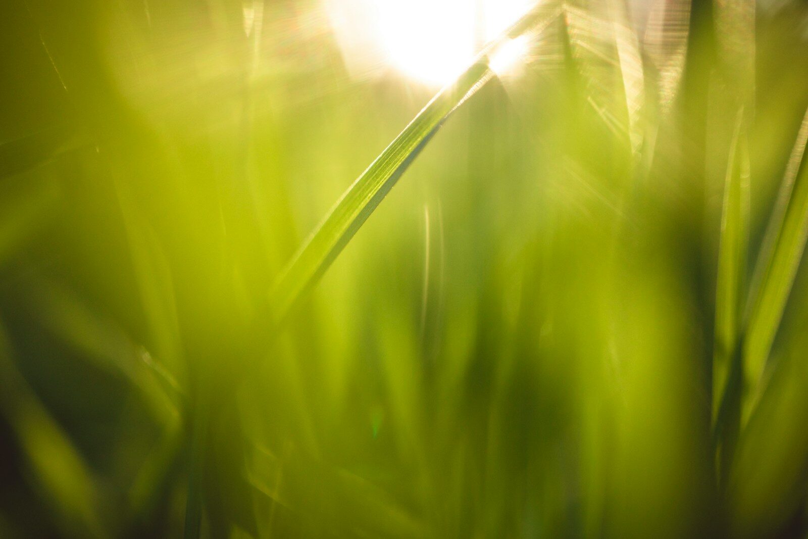 a blurry photo of grass with the sun in the background