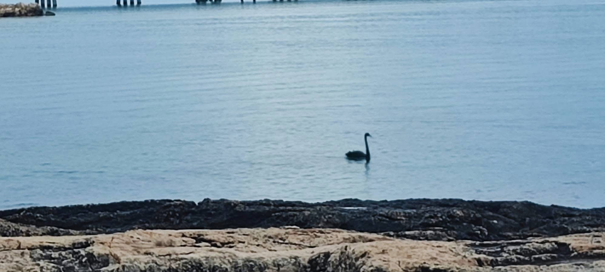 un cigno nero alla cunzaria di manfredonia da Ilsipontino.net un cigno nero alla cunzaria di manfredonia